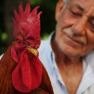 The Cock!